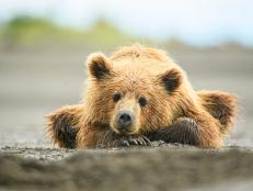 A bear cub was rescued in Turkey after passing out from eating too much hallucinogenic honey.