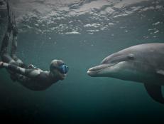 A California-based nonprofit is searching to build an AI language that allows humans more deeply understand non-human languages to help change our ecological impact on our Earth.
