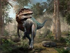 Severe drought conditions dried up a river at Dinosaur Valley State Park in Texas leading to the pre-eminent discovery.