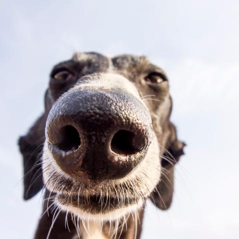 Greyhound