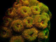 Georgia Aquarium is home to a variety of coral species that come in an array of different shapes and colors. The coral reef wall in Georgia Aquarium’s Tropical Diver gallery is one of the largest coral walls in any aquarium. Propagation aquarists at the Aquarium cultivate and transplant live coral from a behind-the-scenes aquaculture pool to the reef wall in their Tropical Diver gallery.