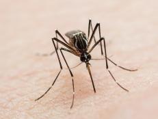 Hiding the scent of human blood from mosquitoes is harder than scientists originally thought.