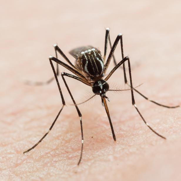 955632346 Frontal close-up of an yellow-fever mosquito sucking blood, known vector of zika virus, chikungunya, yellow fever and dengue.
