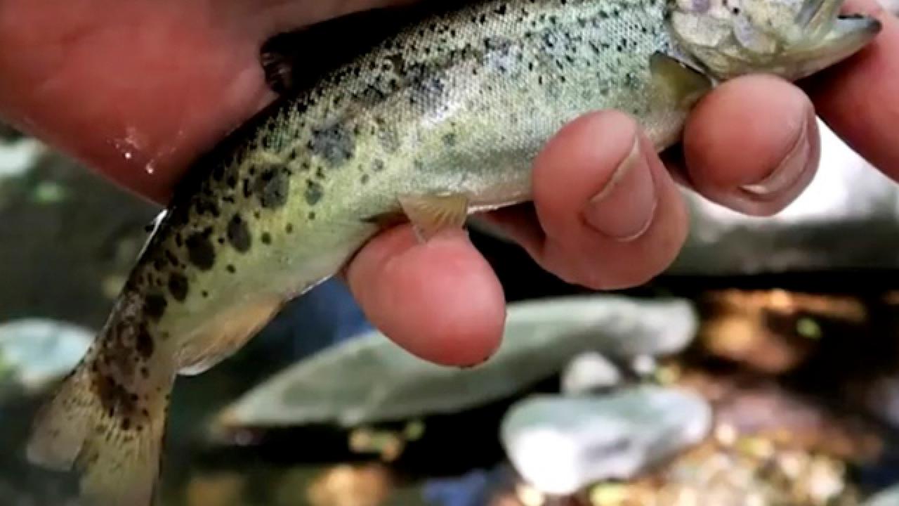 Conserving the LA River