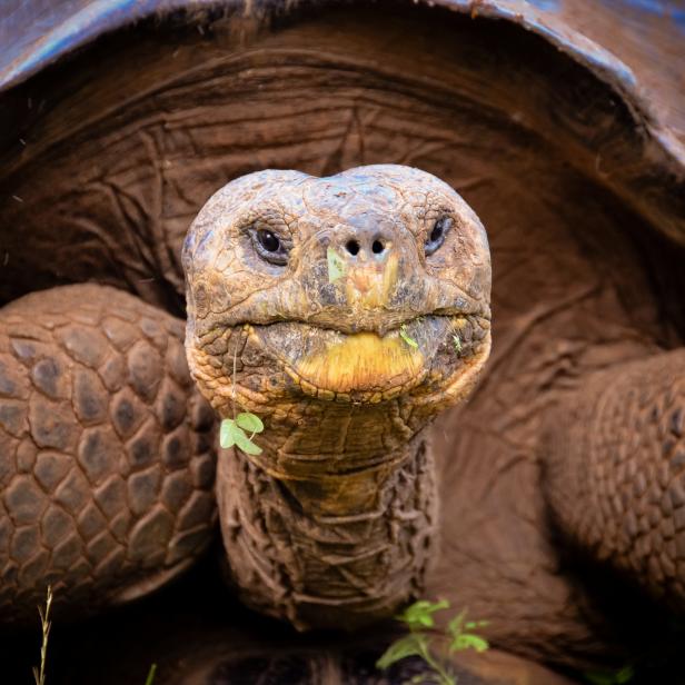 150816040 Close up of Galapagos giant tortoise in San Cristobal, Galapagos Island.