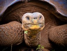 Despite the tough protections, there has been a spate of tortoises killed in recent months, and officials fear the animals have been slaughtered for their meat.