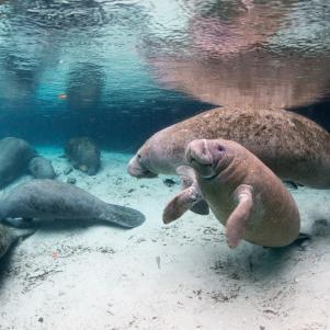 Florida manatee, West Indian manatee, Trichechus manatus latirostris, Crystal river, Florida.