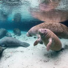 Florida manatee, West Indian manatee, Trichechus manatus latirostris, Crystal river, Florida.