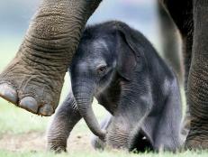 One biotechnology company is accelerating efforts to eradicate a fatal disease affecting endangered elephants.