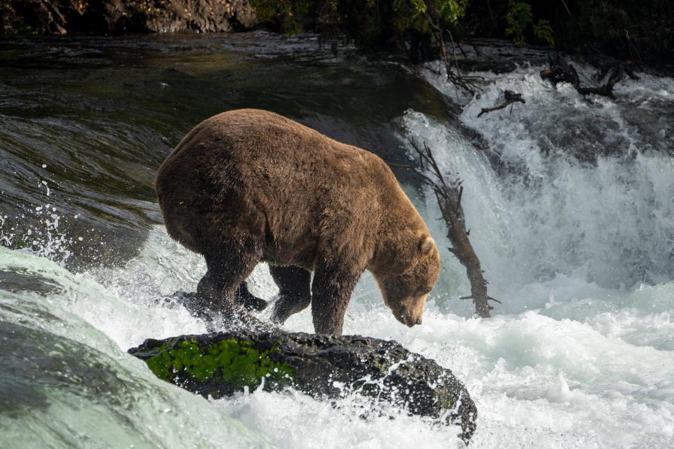 Bear 856