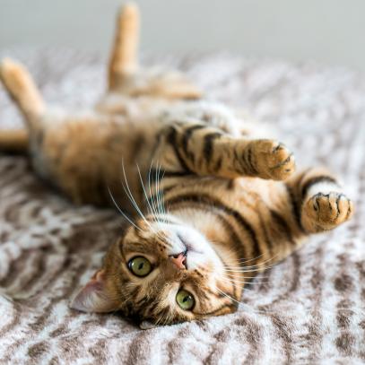 Curiosity Daily Podcast: Flirting Cats, Walking Sharks, Preventing Cerebral Palsy