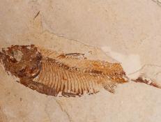 Back in 2019, three Chinese paleontologists were playfighting during a break from working in the Chongqing Province, China. One was kung-fu kicked into a rocky outcrop, causing rubble to tumble down and exposing an opening in the rock face. Inside, a spectacular fossil lay undisturbed, preserved for millions of years.