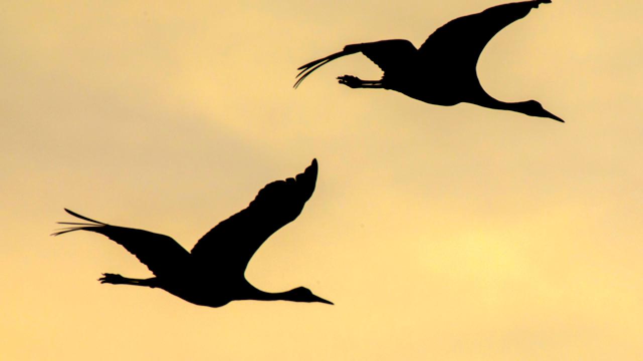 Nature in Focus | Great Bird Migrations