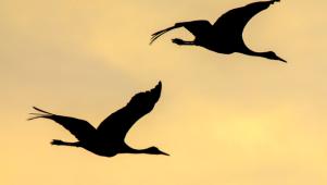 Nature in Focus | Great Bird Migrations