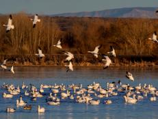 Brrrrr it’s getting cold out, the days are shorter and soon it’ll be winter! Fall means that more than 4 billion birds will stream overhead on their fall migration to warmer grounds down south, where they will feed and mate.