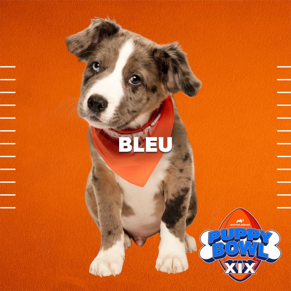 Bleu