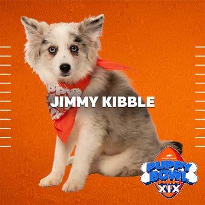 Meet the Puppy Bowl XIX Starting Line Up