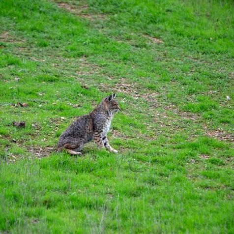 All of these photos are a sequence of events where I was able to capture a bobcat hunting ground squirrels. In all of the years I've been practicing photography, I've never encountered a bobcat, let alone one that was so seemingly predictable with a fairly narrow hunting area. Unfortunately this cat wasn't a successful hunter, but I was a successful photographer!