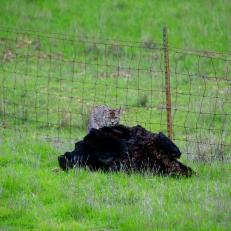 All of these photos are a sequence of events where I was able to capture a bobcat hunting ground squirrels. In all of the years I've been practicing photography, I've never encountered a bobcat, let alone one that was so seemingly predictable with a fairly narrow hunting area. Unfortunately this cat wasn't a successful hunter, but I was a successful photographer!