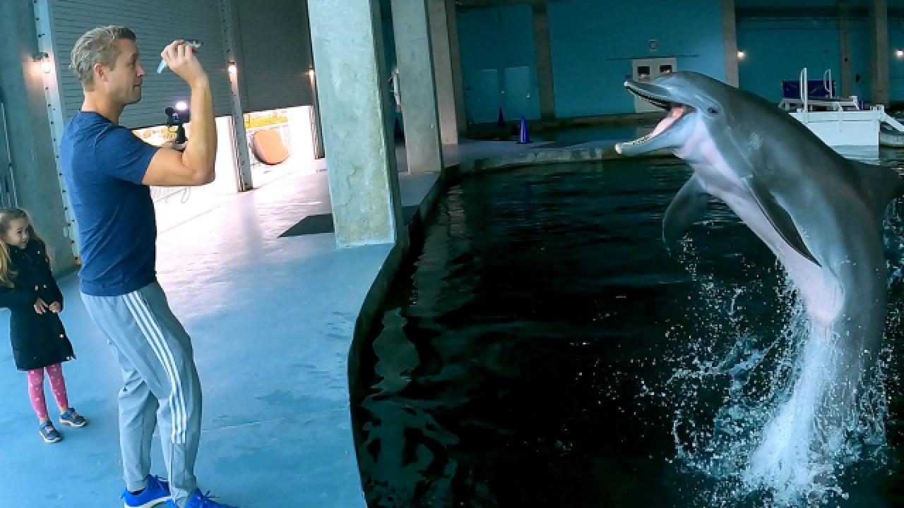 Nature is Fly | Dolphin Rescue