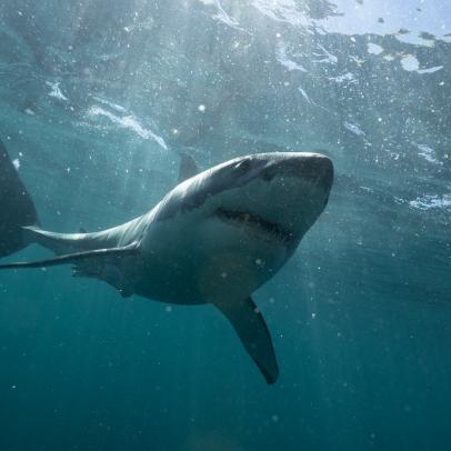 Shark Week Schedule 2023