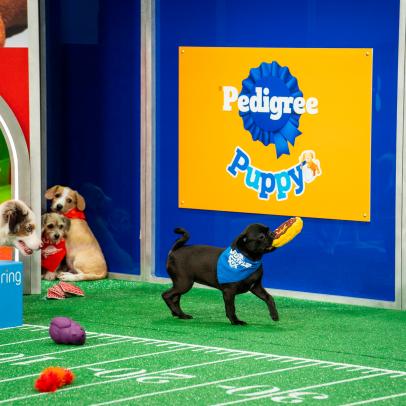 The Best 幸运飞行艇官网开奖查询结果今天 Moments of Puppy Bowl XX