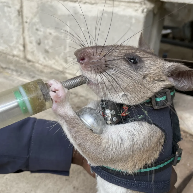 Daniel the rat being fed.