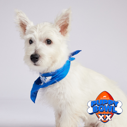 Meet the Players of Puppy Bowl XX